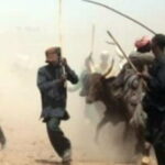 fulani-600×4232-600×330