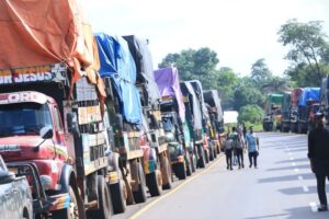 Cross River govt intensifies fight against logging, impound 32 trucks with illegal woods