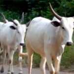 cattle-3-e1518894896154