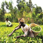 FARMING