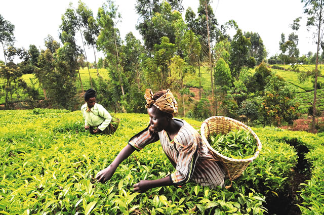 FARMING