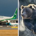 bear-escapes-plane-dubai
