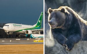 bear-escapes-plane-dubai