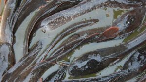 catfish-3