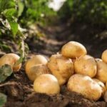 potato-farming