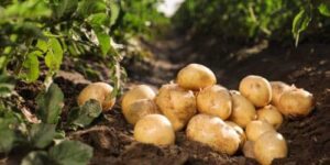 potato-farming