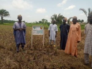 Rice farmers at a SAA decarbonisation Rice Production demonstration farm in Shabu, Lafia Local Government Area of Nasarawa State