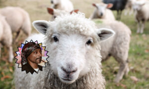SCREENSHOT-media-A-herd-of-sheep-have-started-behaving-strangely-after-eating-100kg-of-cannabis