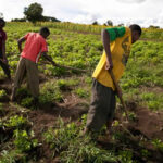Youth-in-Agric-farmer