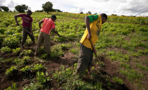 Youth-in-Agric-farmer