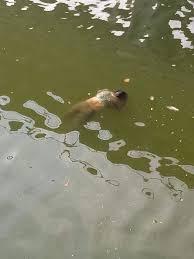 images-5