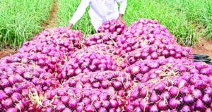 Onions-new-scaled