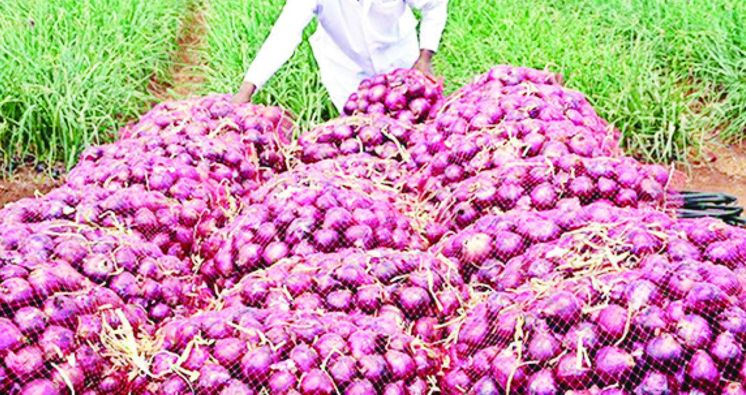 Onions-new-scaled