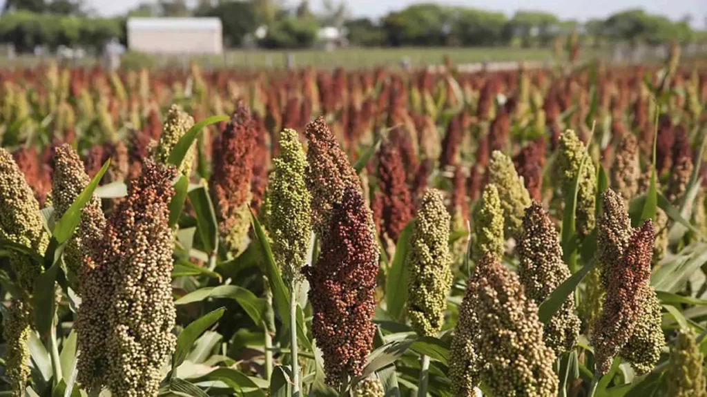 Sorghum-bicolor
