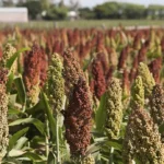 Sorghum-bicolor