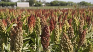 Sorghum-bicolor
