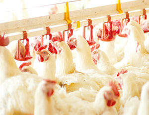poultry-fsf