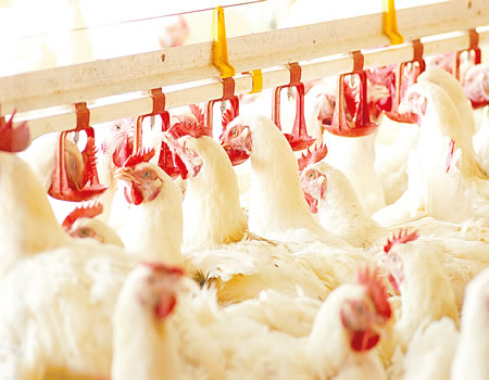 poultry-fsf