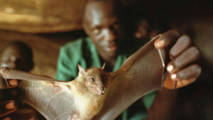 The Ebola Virus in Uganda