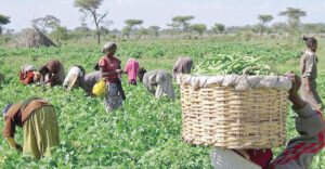 Food-Security