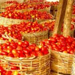 tomatoes