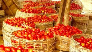 tomatoes