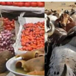 Food-stuff-and-cattle
