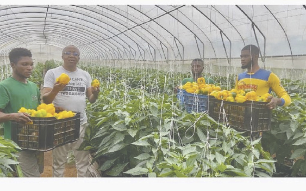 Nwamadi inspecting one of the bell pepper greenhouse farms