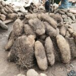 Yam tubers