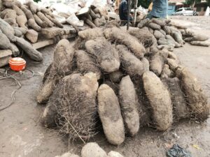 Yam tubers