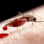 Mosquito