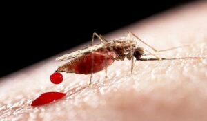Mosquito
