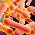 Diphtheria-v1-panorama-1d8bee1189b57584fd9b4efb63c451db-ifmulep01ros