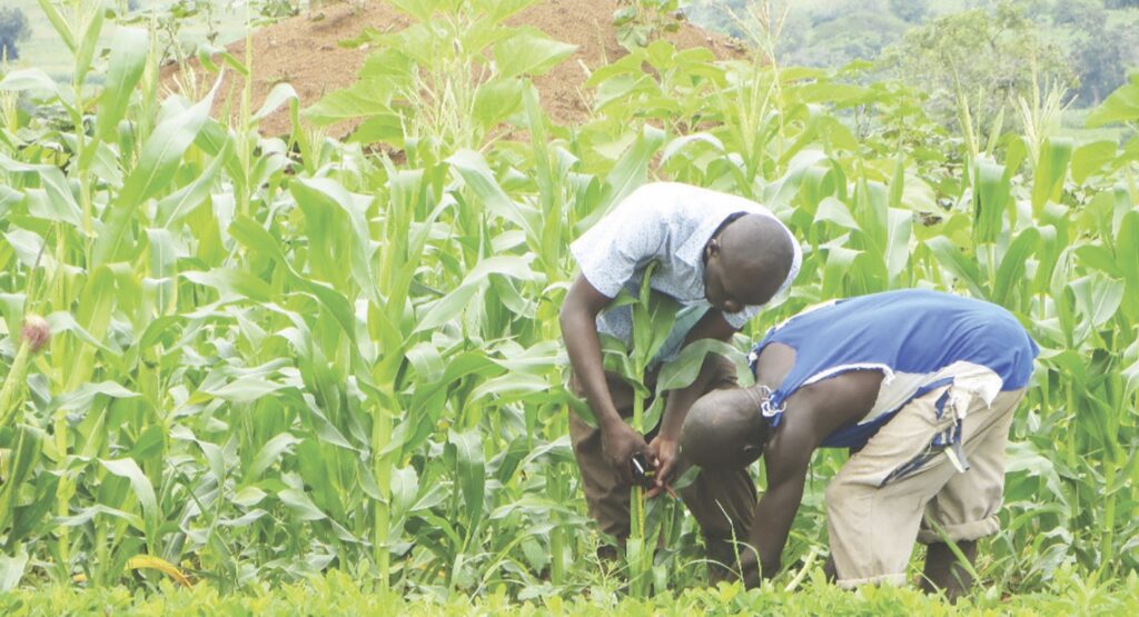 Farmers