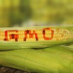 GMO+corn