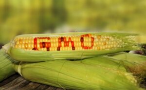 GMO+corn