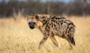 Hyena-770×460