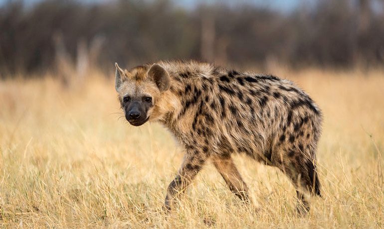 Hyena-770×460