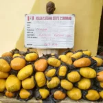 NDLEA intercepts cocaine, opioids hidden in shoes, clothes at Lagos airport