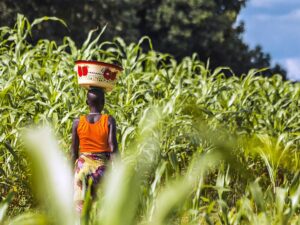 Nigeria-farming-web