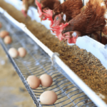 Poultry-value-chain