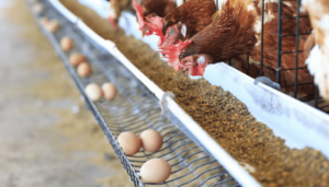 Poultry-value-chain