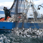 seafood