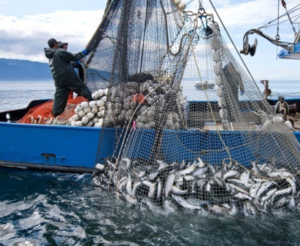 seafood