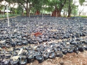 Benue govt donates 10,000 oil palm seedlings to empower youths