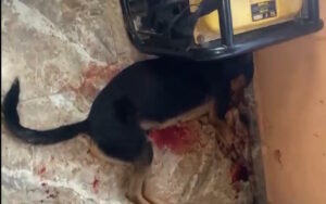 Dog killed during the invasion of the ESSN Commander in Edo