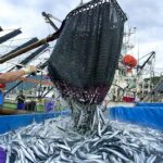 Japan’s seafood exports decline as China ban takes toll