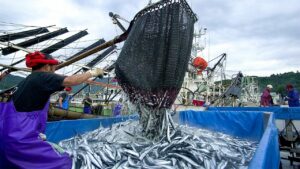 Japan’s seafood exports decline as China ban takes toll
