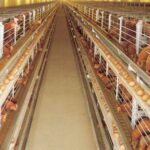 Amo-Farm-Sieberer-Hatchery-