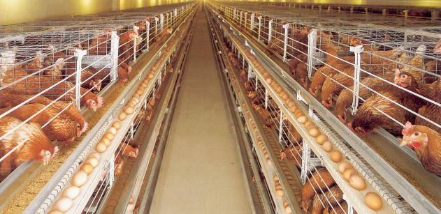 Amo-Farm-Sieberer-Hatchery-